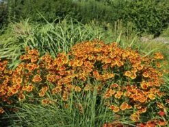 Sonnenbraut 'Flammenrad' -Edelrosen Geschaft sonnenbraut flammenrad m058704 w 6