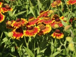 Sonnenbraut 'Flammenrad' -Edelrosen Geschaft sonnenbraut flammenrad m058704 w 8