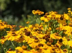 Sonnenbraut 'Hartmut Rieger' -Edelrosen Geschaft sonnenbraut hartmut rieger m081859 w 0