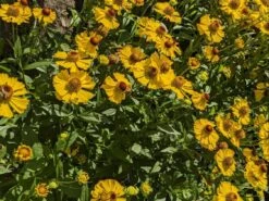 Sonnenbraut 'Helena' -Edelrosen Geschaft sonnenbraut helena m058708 552432 0