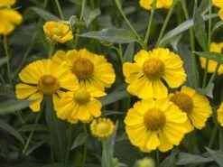 Sonnenbraut 'Helena' -Edelrosen Geschaft sonnenbraut helena m058708 w 2