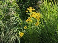 Sonnenbraut 'Helena' -Edelrosen Geschaft sonnenbraut helena m058708 w 3