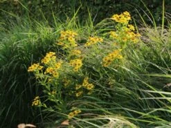 Sonnenbraut 'Helena' -Edelrosen Geschaft sonnenbraut helena m058708 w 4