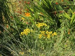 Sonnenbraut 'Helena' -Edelrosen Geschaft sonnenbraut helena m058708 w 5