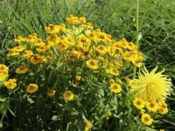 Sonnenbraut 'Helena' -Edelrosen Geschaft sonnenbraut helena m058708 w 7