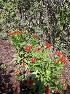 Sonnenbraut 'Hot Lava' -Edelrosen Geschaft sonnenbraut hot lava m062152 193676 0