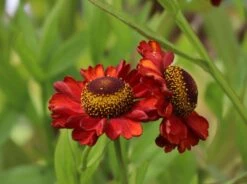 Sonnenbraut 'Hot Lava' -Edelrosen Geschaft sonnenbraut hot lava m062152 w 1