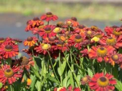 Sonnenbraut 'Hot Lava' -Edelrosen Geschaft sonnenbraut hot lava m062152 w 2