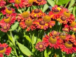 Sonnenbraut 'Hot Lava' -Edelrosen Geschaft sonnenbraut hot lava m062152 w 3