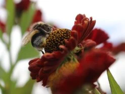 Sonnenbraut 'Hot Lava' -Edelrosen Geschaft sonnenbraut hot lava m062152 w 4