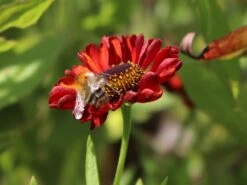 Sonnenbraut 'Hot Lava' -Edelrosen Geschaft sonnenbraut hot lava m062152 w 5