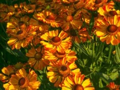 Sonnenbraut 'Rauchtopas' 7 Sonnenbraut 'Rauchtopas' -Edelrosen Geschaft sonnenbraut rauchtopas m058730 w 0