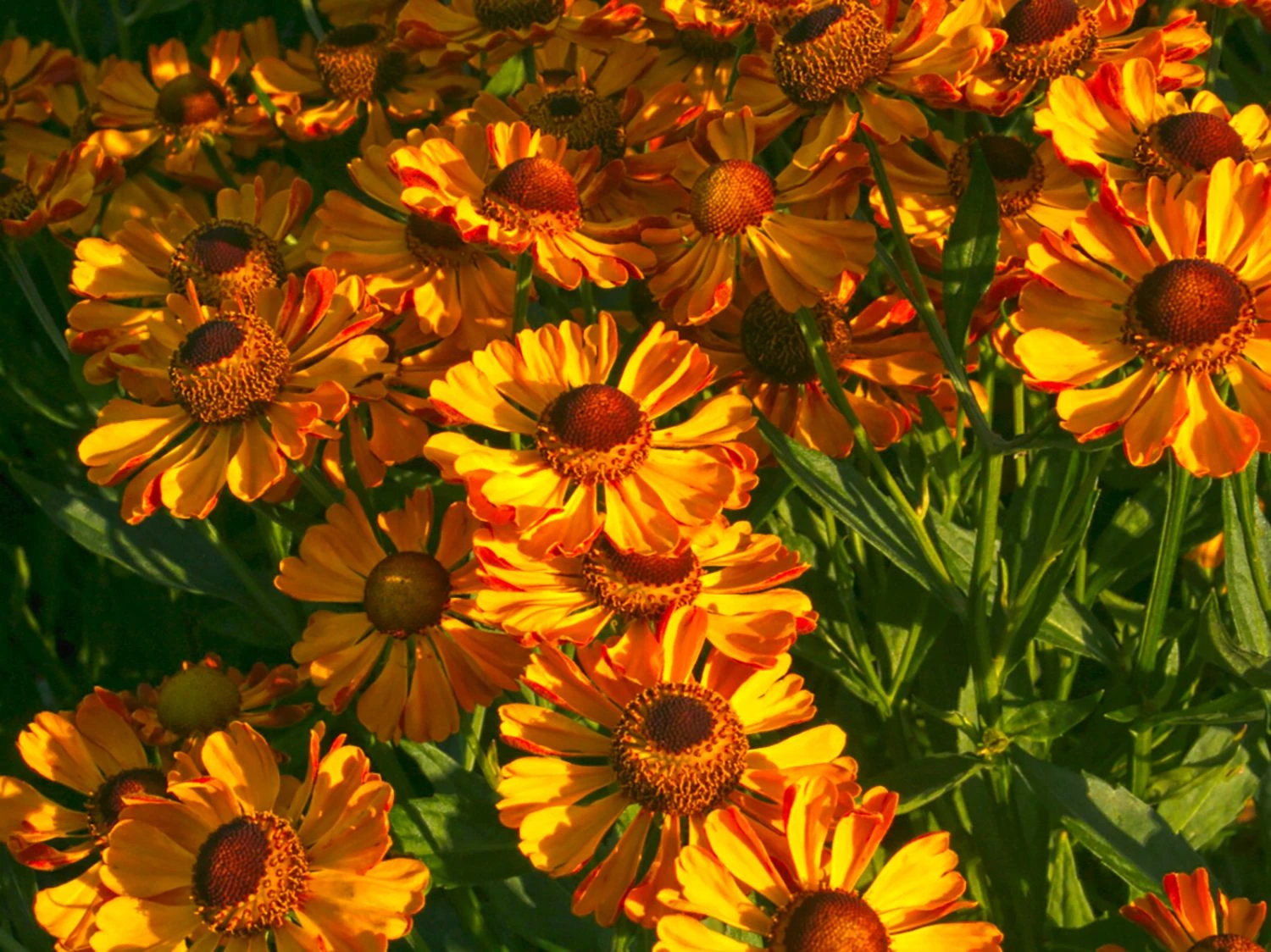 Sonnenbraut 'Rauchtopas' 4 Sonnenbraut 'Rauchtopas' – Bild 4