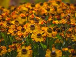 Sonnenbraut 'Rauchtopas' 6 Sonnenbraut 'Rauchtopas' -Edelrosen Geschaft sonnenbraut rauchtopas m058730 w 1