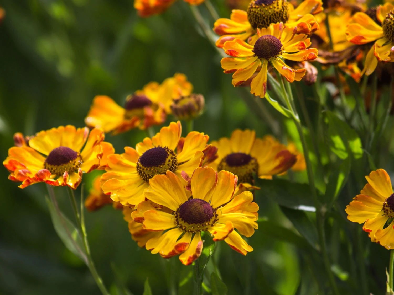 Sonnenbraut 'Rauchtopas' 2 Sonnenbraut 'Rauchtopas' – Bild 2