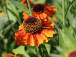 Sonnenbraut 'Short'n Sassy' -Edelrosen Geschaft sonnenbraut shortn sassy m102733 w 1