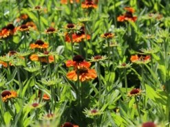 Sonnenbraut 'Short'n Sassy' -Edelrosen Geschaft sonnenbraut shortn sassy m102733 w 2