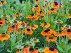 Sonnenbraut 'Short'n Sassy' -Edelrosen Geschaft sonnenbraut shortn sassy m102733 w 4