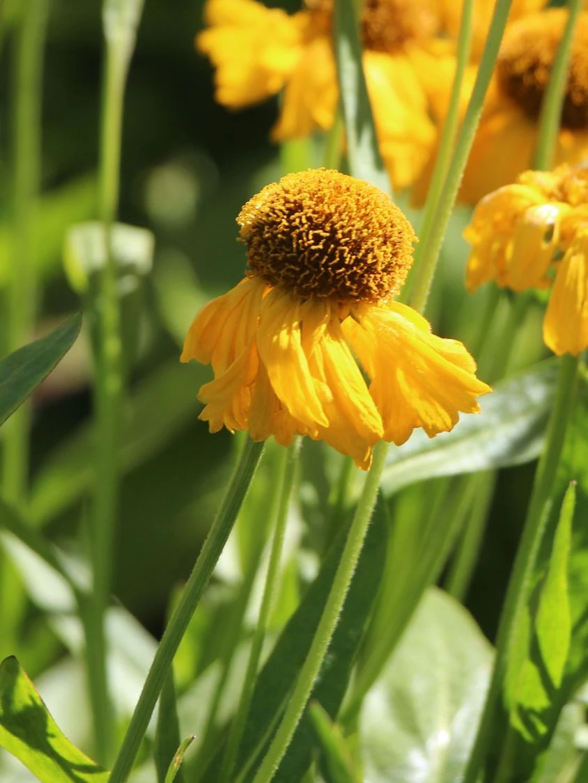 Sonnenbraut 'The Bishop' 2 Sonnenbraut 'The Bishop' – Bild 2