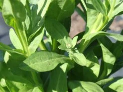 Sonnenbraut 'The Bishop' 14 Sonnenbraut 'The Bishop' -Edelrosen Geschaft sonnenbraut the bishop m012395 w 1