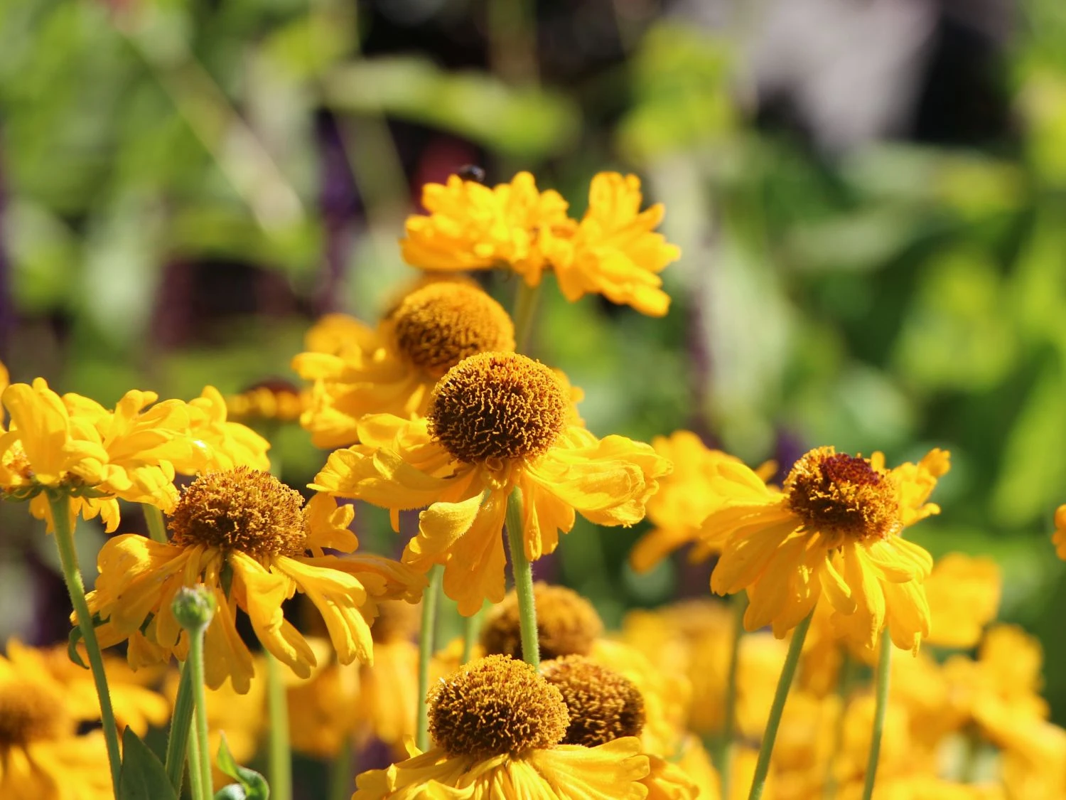 Sonnenbraut 'The Bishop' 9 Sonnenbraut 'The Bishop' – Bild 9