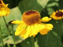 Sonnenbraut 'The Bishop' 12 Sonnenbraut 'The Bishop' -Edelrosen Geschaft sonnenbraut the bishop m012395 w 3