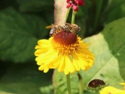 Sonnenbraut 'The Bishop' 13 Sonnenbraut 'The Bishop' -Edelrosen Geschaft sonnenbraut the bishop m012395 w 4