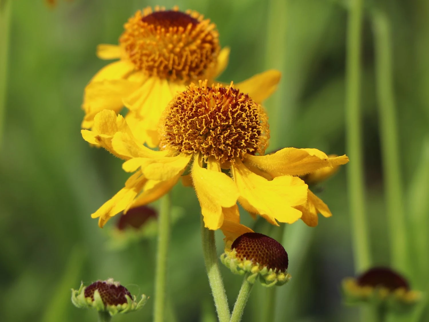 Sonnenbraut 'The Bishop' 3 Sonnenbraut 'The Bishop' – Bild 3