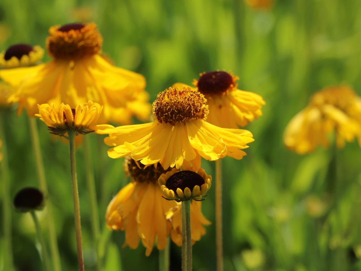 Sonnenbraut 'The Bishop' 8 Sonnenbraut 'The Bishop' – Bild 8