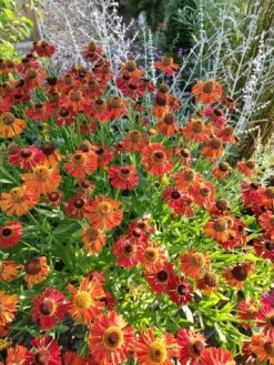 Sonnenbraut 'Waltraud' 29 Sonnenbraut 'Waltraud' -Edelrosen Geschaft sonnenbraut waltraud m001635 144506 0