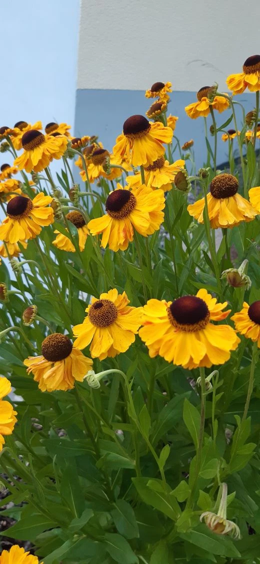 Sonnenbraut 'Waltraud' 16 Sonnenbraut 'Waltraud' – Bild 16