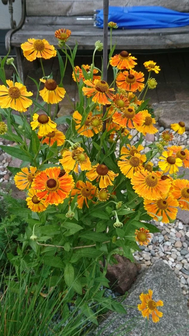 Sonnenbraut 'Waltraud' 15 Sonnenbraut 'Waltraud' – Bild 15