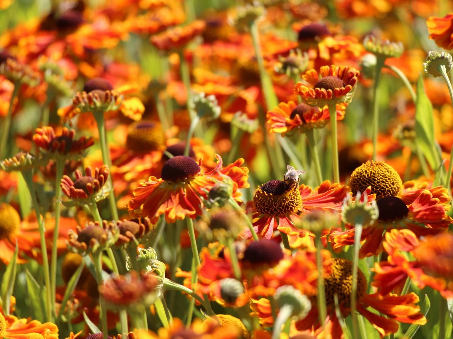 Sonnenbraut 'Waltraud' 3 Sonnenbraut 'Waltraud' – Bild 3