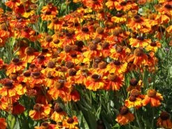 Sonnenbraut 'Waltraud' 24 Sonnenbraut 'Waltraud' -Edelrosen Geschaft sonnenbraut waltraud m001635 w 1