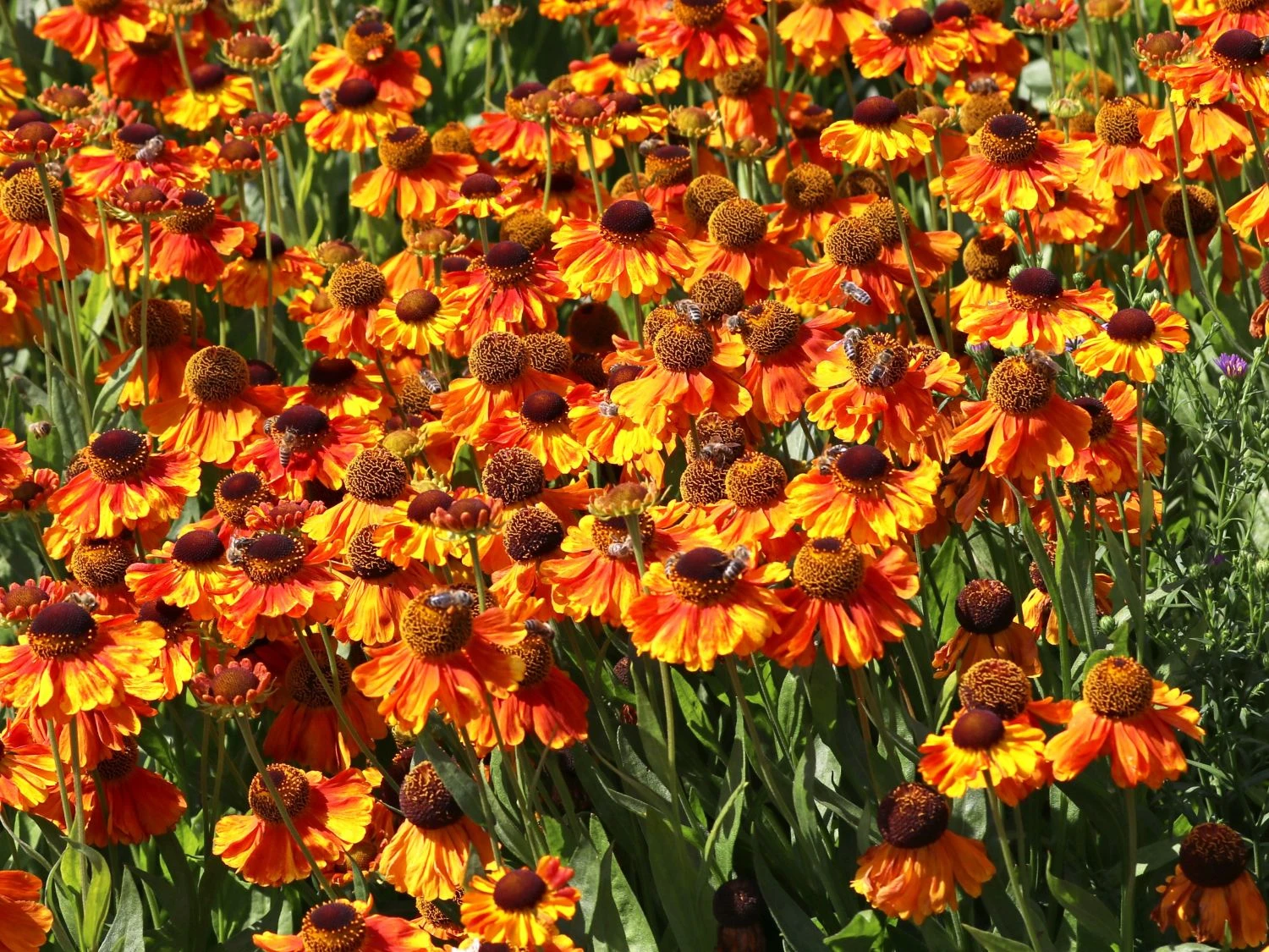 Sonnenbraut 'Waltraud' 9 Sonnenbraut 'Waltraud' – Bild 9