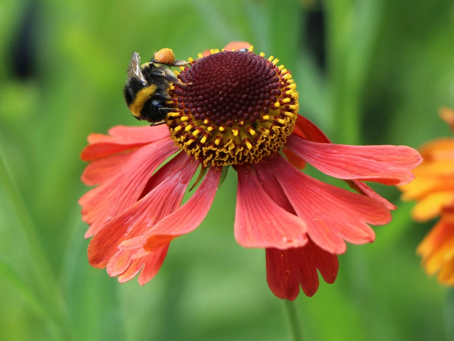 Sonnenbraut 'Waltraud' 2 Sonnenbraut 'Waltraud' – Bild 2