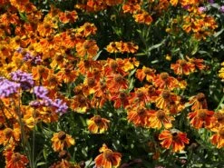 Sonnenbraut 'Waltraud' 26 Sonnenbraut 'Waltraud' -Edelrosen Geschaft sonnenbraut waltraud m001635 w 11