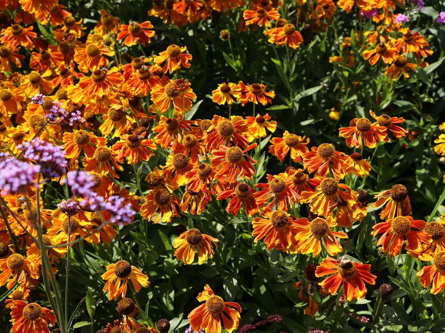 Sonnenbraut 'Waltraud' 11 Sonnenbraut 'Waltraud' – Bild 11