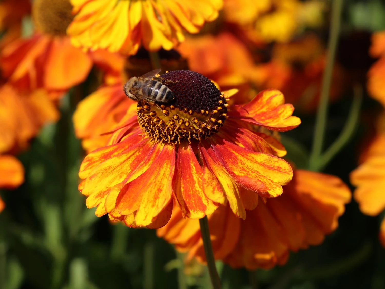 Sonnenbraut 'Waltraud' 8 Sonnenbraut 'Waltraud' – Bild 8