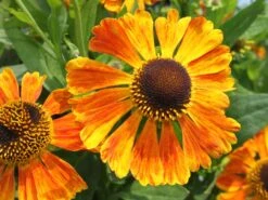 Sonnenbraut 'Waltraud' 27 Sonnenbraut 'Waltraud' -Edelrosen Geschaft sonnenbraut waltraud m001635 w 3