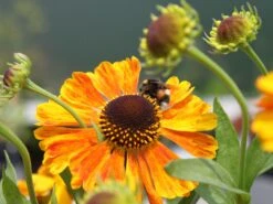 Sonnenbraut 'Waltraud' 28 Sonnenbraut 'Waltraud' -Edelrosen Geschaft sonnenbraut waltraud m001635 w 4