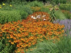 Sonnenbraut 'Waltraud' 25 Sonnenbraut 'Waltraud' -Edelrosen Geschaft sonnenbraut waltraud m001635 w 5