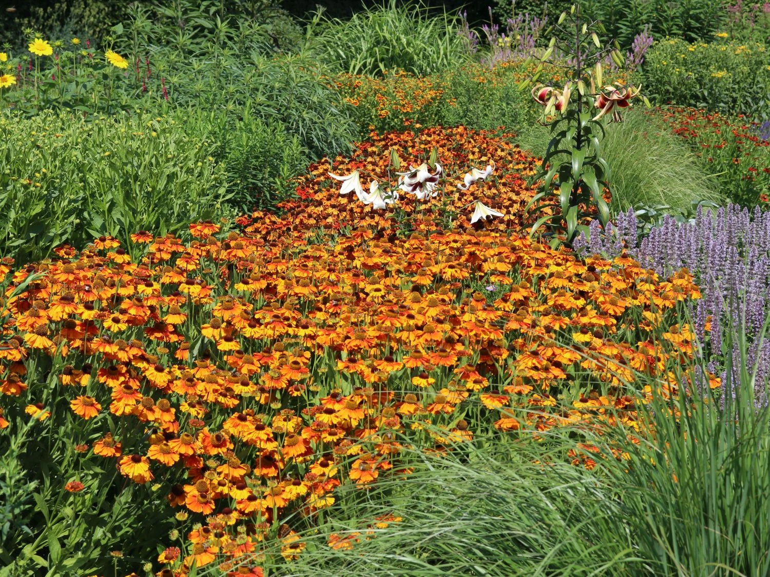 Sonnenbraut 'Waltraud' 10 Sonnenbraut 'Waltraud' – Bild 10