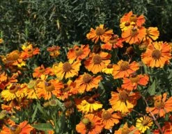 Sonnenbraut 'Waltraud' 21 Sonnenbraut 'Waltraud' -Edelrosen Geschaft sonnenbraut waltraud m001635 w 6