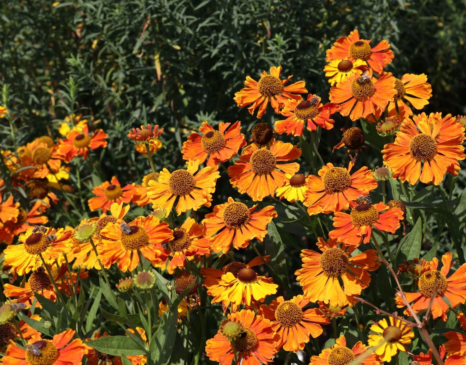 Sonnenbraut 'Waltraud' 6 Sonnenbraut 'Waltraud' – Bild 6