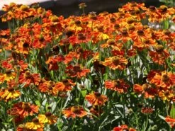 Sonnenbraut 'Waltraud' 20 Sonnenbraut 'Waltraud' -Edelrosen Geschaft sonnenbraut waltraud m001635 w 7