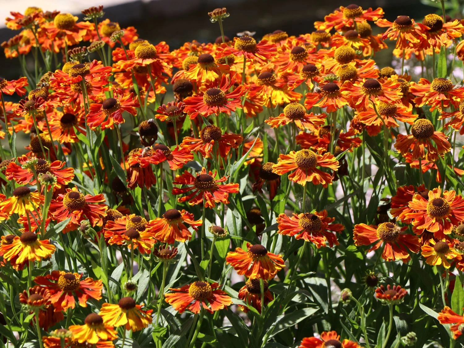 Sonnenbraut 'Waltraud' 5 Sonnenbraut 'Waltraud' – Bild 5