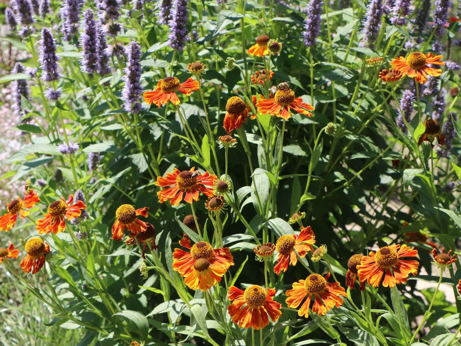 Sonnenbraut 'Waltraud' 4 Sonnenbraut 'Waltraud' – Bild 4