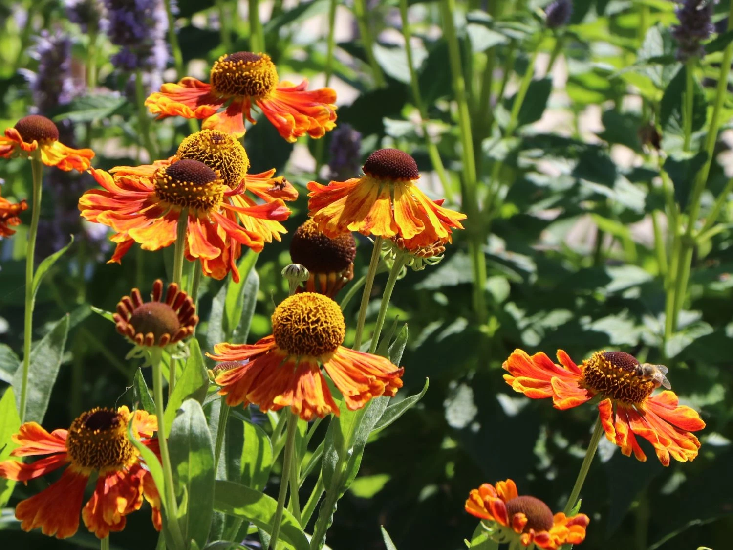 Sonnenbraut 'Waltraud' 7 Sonnenbraut 'Waltraud' – Bild 7