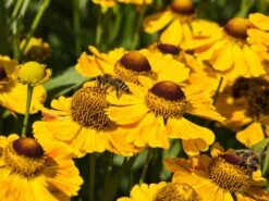 Sonnenbraut 'Zimbelstern' 18 Sonnenbraut 'Zimbelstern' -Edelrosen Geschaft sonnenbraut zimbelstern m058740 w 0